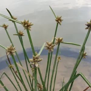 schoenoplectiella mucronataa scirpe mucroné