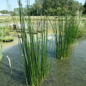 schoenoplectus lacustris Jonc des chaisiers