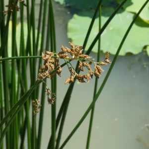 schoenoplectus lacustris Jonc des chaisiers