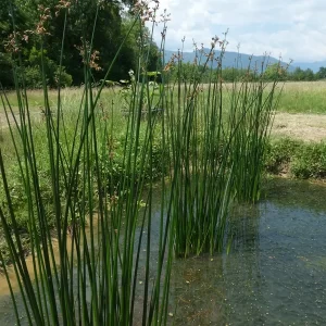 schoenoplectus lacustris Jonc des chaisiers