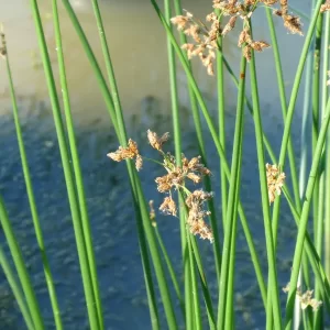 schoenoplectus lacustris Jonc des chaisiers