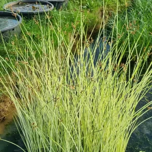 schoenoplectus lacustris albescens jonc clair
