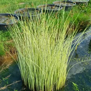 schoenoplectus lacustris albescens jonc clair