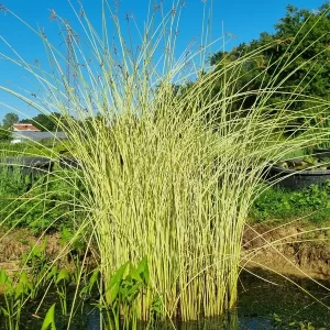 schoenoplectus lacustris albescens jonc clair
