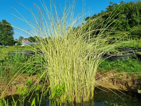 schoenoplectus lacustris albescens jonc clair