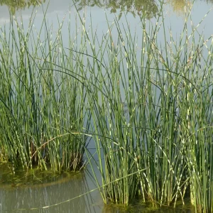 schoenoplectus lacustris zebrinus jonc zébré