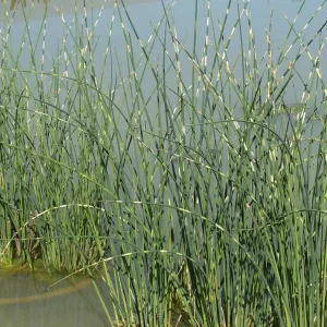 schoenoplectus lacustris zebrinus jonc zébré