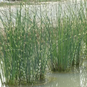 schoenoplectus lacustris zebrinus jonc zébré