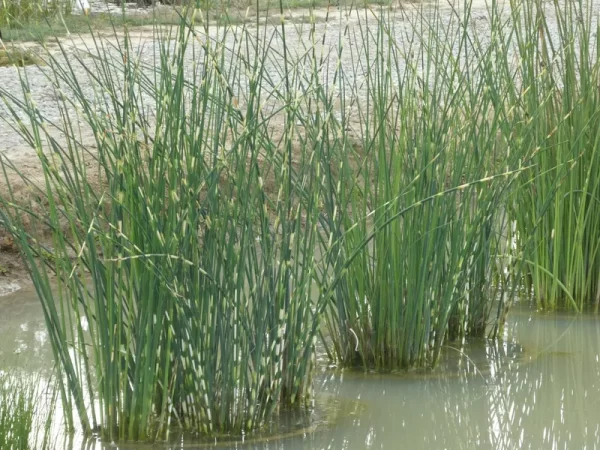 schoenoplectus lacustris zebrinus jonc zébré