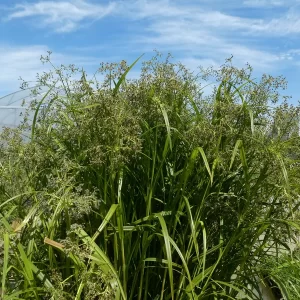 scirpus sylvaticus lisca scirpe des bois
