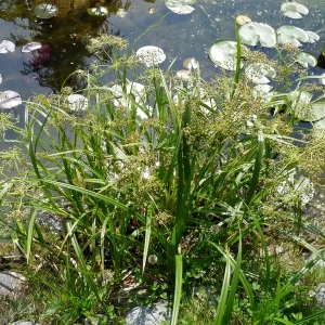 scirpus sylvaticus lisca scirpe des bois
