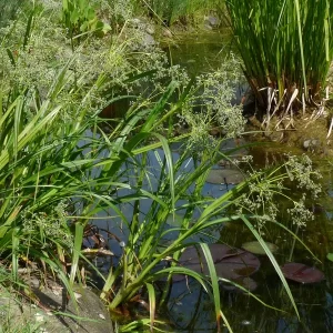 scirpus sylvaticus lisca scirpe des bois