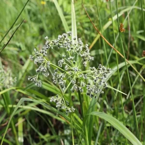 scirpus sylvaticus lisca scirpe des bois