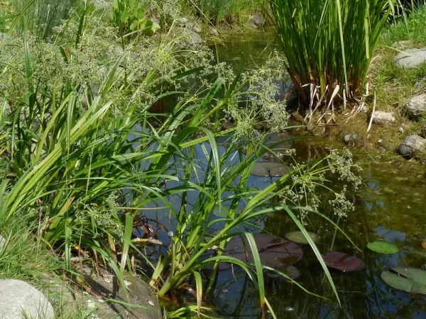 scirpus sylvaticus lisca scirpe des bois