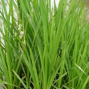 sparganium erectum ruban d'eau