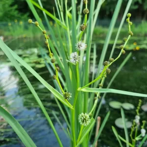 sparganium erectum ruban d'eau