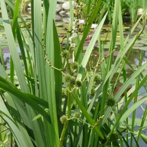 sparganium erectum ruban d'eau