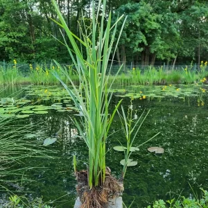 sparganium erectum ruban d'eau