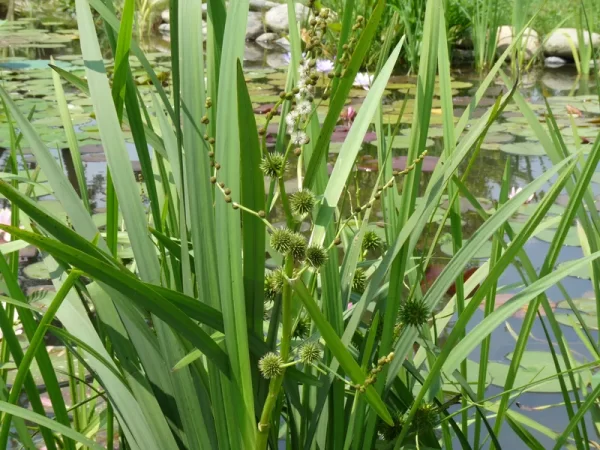 sparganium erectum ruban d'eau