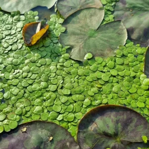 spirodela polyrhiza lentille d'eau géante