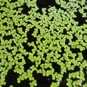 spirodela polyrhiza lentille d'eau géante