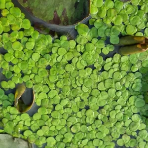 spirodela polyrhiza lentille d'eau géante