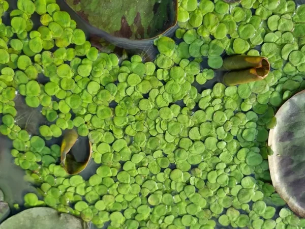 spirodela polyrhiza lentille d'eau géante