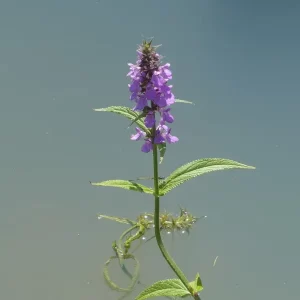 stachys palustris èpiaire des marais