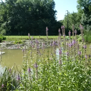 stachys palustris èpiaire des marais