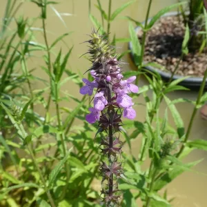 stachys palustris èpiaire des marais