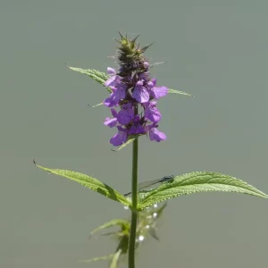 stachys palustris èpiaire des marais