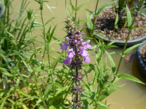stachys palustris èpiaire des marais