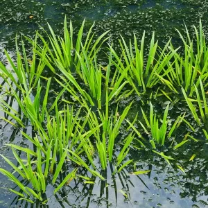 stratiotes aloides aloès d'eau ananas d'eau