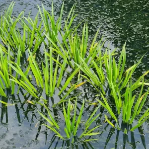 stratiotes aloides aloès d'eau ananas d'eau