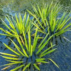 stratiotes aloides aloès d'eau ananas d'eau
