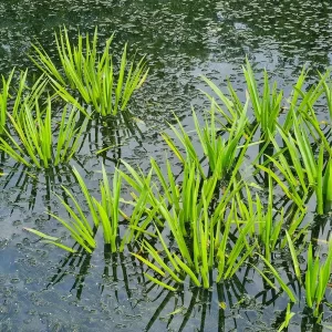 stratiotes aloides aloès d'eau ananas d'eau