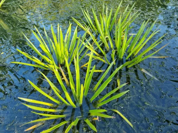 stratiotes aloides aloès d'eau ananas d'eau