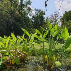 thalia dealbata thalie blanchie