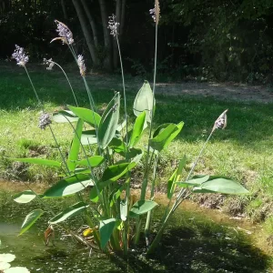 thalia dealbata thalie blanchie