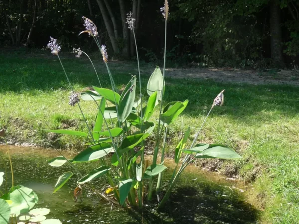 thalia dealbata thalie blanchie