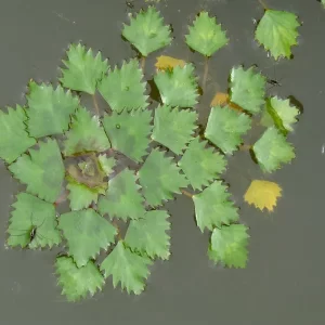 trapa natans châtaigne d'eau mâcre nageante