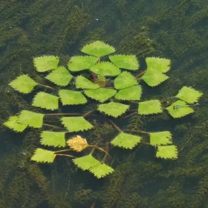 trapa natans châtaigne d'eau mâcre nageante