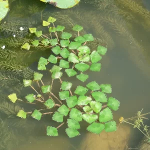 trapa natans châtaigne d'eau mâcre nageante