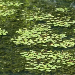 trapa natans châtaigne d'eau mâcre nageante