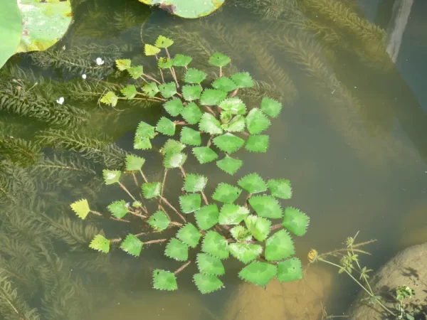 trapa natans châtaigne d'eau mâcre nageante