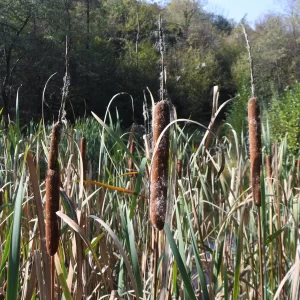 typha latifolia massette à larges feuilles