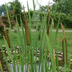 typha latifolia massette à larges feuilles