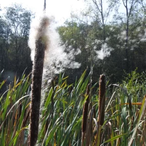 typha latifolia massette à larges feuilles