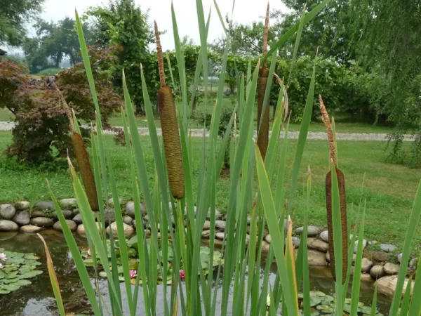 typha latifolia massette à larges feuilles