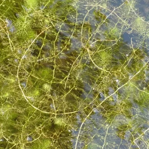 utricularia vulgaris utriculaire commune